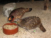 Cabot Tragopan