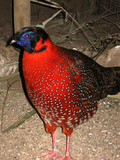 Tragopan Satyra