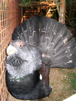 Tetrao Urogallus