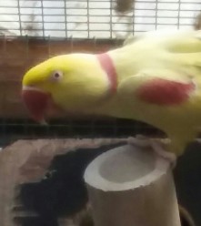 Parkiet