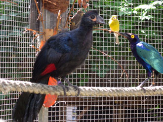 young_birds