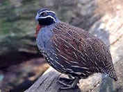 madagascar_patrijs