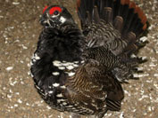 sprucegrouse